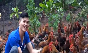 Anh Chìu Quý Nguyên làm giàu từ mô hình chăn nuôi gà