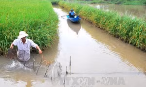 Kỹ thuật nuôi tôm càng xanh trong ruộng lúa