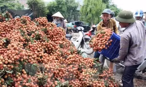 Ứng dụng công nghệ bảo quản và nâng cao chất lượng quả vải Lục Ngạn