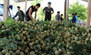 Để quả na Chi Lăng vươn ra thế giới 