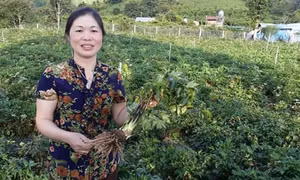 Trồng đương quy thu tiền tỉ