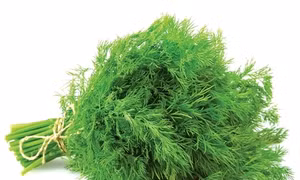 Quý giá cây thì là