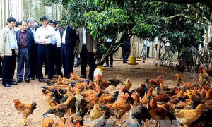 Bắc Giang tìm giải pháp nâng chất lượng gà đồi Yên Thế