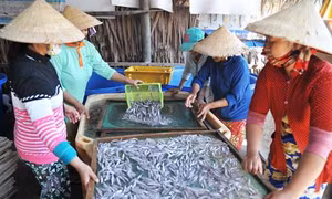 Phát triển nghề làm cá cơm ở Thổ Châu