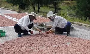 Ngư dân Quảng Trị được mùa ruốc biển