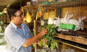 Ông Vũ Huy Quang nuôi thỏ làm giàu ở vùng cao Yên Bái