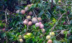 Mận tam hoa Mù Cang Chải