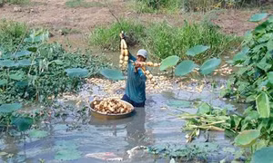 Thí điểm trồng sen lấy củ trên đất lúa nhiễm mặn