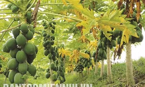 Đu đủ - loại cây cho hiệu quả kinh tế ổn định ở Kế Sách