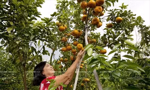 “Vương quốc” quýt hồng Lai Vung