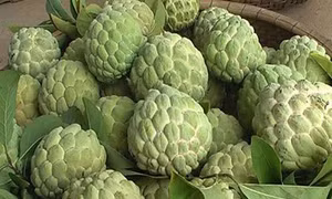 Mãng cầu Bà Đen - đặc sản Tây Ninh