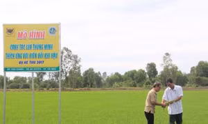 Canh tác lúa thông minh thích ứng với biến đổi khí hậu