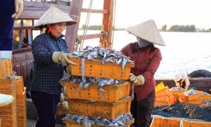 Ngư dân Thanh Hóa bội thu trong chuyến ra khơi đầu năm