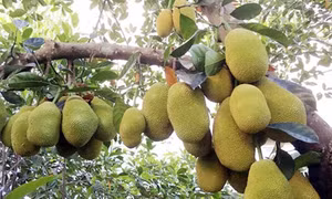 Kỹ thuật trồng mít cho năng suất cao