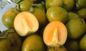 Hồng không hạt Bắc Kạn