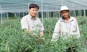 Mô hình ươm giống ớt trong nhà lưới cho hiệu quả cao