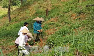 Lai Châu bảo vệ, phát triển rừng để phòng chống thiên tai