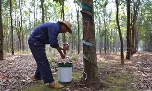 Chính phủ phê duyệt kế hoạch của ngành Cao su Việt Nam