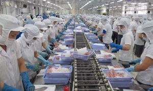 Giá cá tra nguyên liệu có xu hướng tăng