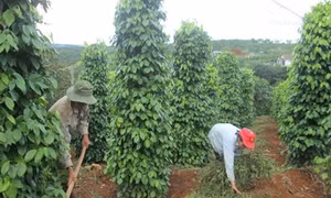 “Nở rộ” phong trào trồng hồ tiêu sạch ở Đắk Nông