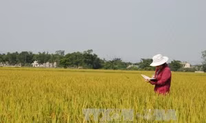 Khuyến khích tích tụ, tập trung đất nông nghiệp (Bài 3)