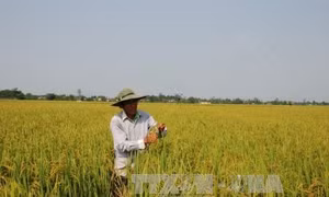 Khuyến khích tích tụ, tập trung đất nông nghiệp (Bài 2)