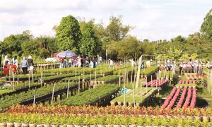 Nhà nông làm du lịch ở Đồng Tháp