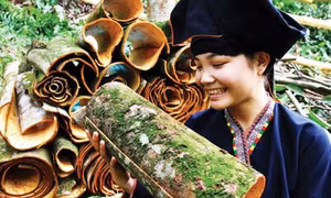 Phát triển giá trị thương hiệu quế Văn Yên