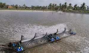 Cà Mau thực hiện nhiều giải pháp phát triển nghề nuôi tôm