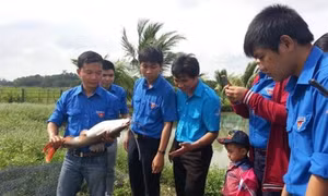 Khởi nghiệp thành công từ mô hình sản xuất giống cá lăng nha