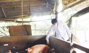 Long An miễn phí vắc xin phòng bệnh lợn tai xanh cho người chăn nuôi