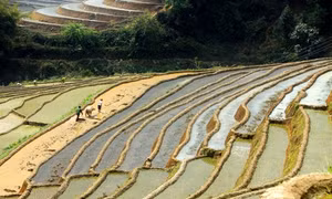 Vẻ đẹp của ruộng bậc thang huyện Trạm Tấu