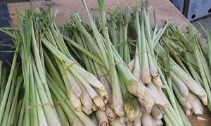 Kỹ thuật trồng và bón phân cho cây sả