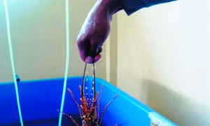 Quy trình nuôi tôm hùm bông trong bể