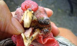 Phòng và trị bệnh đậu gà