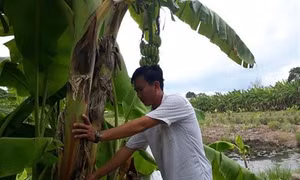 Trồng chuối cùng rau màu, kết hợp nuôi cá thu hàng trăm triệu đồng