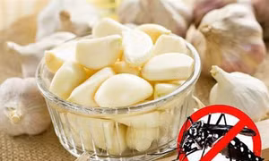Cách đuổi muỗi bằng tỏi cực kì đơn giản mà hiệu quả