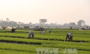 Chuyển đổi cây trồng giúp người dân miền núi Thanh Hóa nâng cao thu nhập