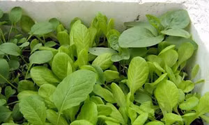 Kỹ thuật trồng cải ngọt an toàn