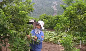 Hơn 8,6 tỷ đồng phát triển vùng trồng cây ăn quả ở huyện vùng cao Võ Nhai