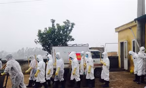 Phòng, chống dịch cúm A/H7N9 và các chủng vi rút khác tại Hà Nội
