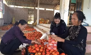 Nữ tỷ phú rau sạch ở vùng cao