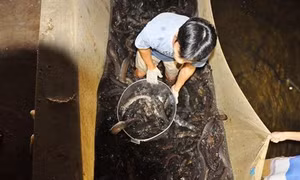 Nuôi cá chình lợi nhuận gấp 2-3 lần chi phí đầu tư, rủi ro thấp