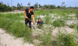 Làm giàu trên vùng cát trắng