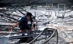 Thu lãi cao từ nuôi tôm thẻ thâm canh trong ao lót bạt 