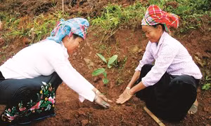 Kinh nghiệm trồng quế