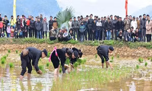 Kinh nghiệm sản xuất nông nghiệp qua tục ngữ người dân tộc Tày
