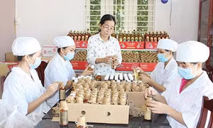 Phê duyệt đề án Hỗ trợ phụ nữ khởi nghiệp