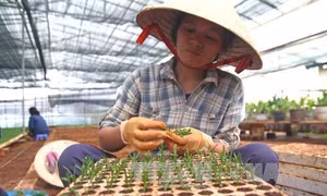 Thu tiền tỷ từ ươm giống cây rau màu công nghệ cao