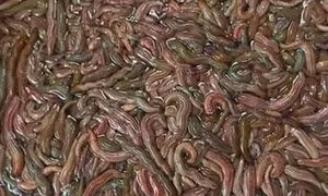 Hải Dương hứa hẹn một mùa Rươi bội thu